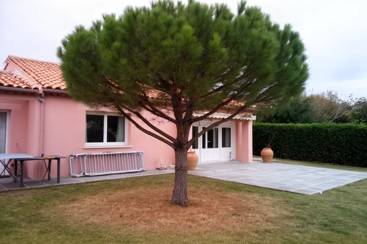 Pin dense avant taille sanitaire à Ajaccio