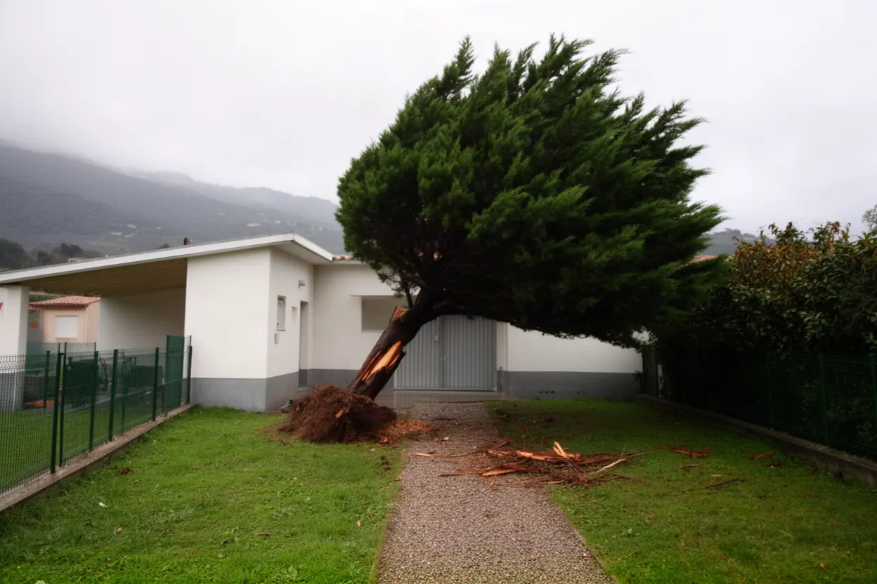 Cyprès incliné menaçant une clôture à Bastelicaccia